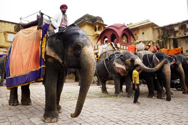 World Elephant Day - India Tourists ride an elephant at the historic Amer Fort ahead of World Elephant Day in Jaipur, Rajasthan, India on August 11, 2026. Photo by Himanshu Sharma ABACAPRESS.COM Jaipur Rajasthan India  Copyright: xHimanshuxSharma ABACAx