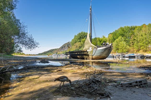 Niedrigwasser am Rhein: Aalschokker Aranka im trockengefallenen Nebenarm bei Insel Grafenwerth - 11.08.26. Niedrigwasser am Rhein: Bei einem Pegelstand von -3 cm am Pegel Oberwinter und 70 cm am Pegel Bonn neue Tiefstwerte liegt der Nebenarm an der Nordspitze der Insel Grafenwerth in Bad Honnef weitgehend trocken. Der historische Aalschokker Aranka liegt auf dem Trockenen, im Hintergrund die Grafenwerther Brücke und der Drachenfels. Die Rheinschifffahrt ist weiterhin stark eingeschränkt. Bad Honnef Insel Grafenwerth Nordrhein-Westfalen Deutschland *** Low Water on the Rhine: The Aalschokker Aranka in the dried-up side channel near Grafenwerth Island, August 11, 2026. Low Water on the Rhine: With water levels at 3 cm at the Oberwin Copyright: xMarcxJohnx