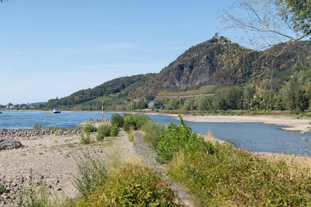 Niedrigwasser am Rhein: Aalschokker Aranka im trockengefallenen Nebenarm bei Insel Grafenwerth - 11.08.26. Niedrigwasser am Rhein: Bei einem Pegelstand von -3 cm am Pegel Oberwinter und 70 cm am Pegel Bonn neue Tiefstwerte liegt der Nebenarm an der Nordspitze der Insel Grafenwerth in Bad Honnef weitgehend trocken. Boote und Hausboote liegen auf dem Trockenen, im Hintergrund der Drachenfels im Siebengebirge. Die Rheinschifffahrt ist weiterhin stark eingeschränkt. Bad Honnef Insel Grafenwerth Nordrhein-Westfalen Deutschland *** Low Water on the Rhine: The Aalschokker Aranka in the dried-up side channel near Grafenwerth Island, August 11, 2026. Low Water on the Rhine: With water levels at 3 cm at the Oberwinter gauge and 70 cm at the Copyright: xMarcxJohnx
