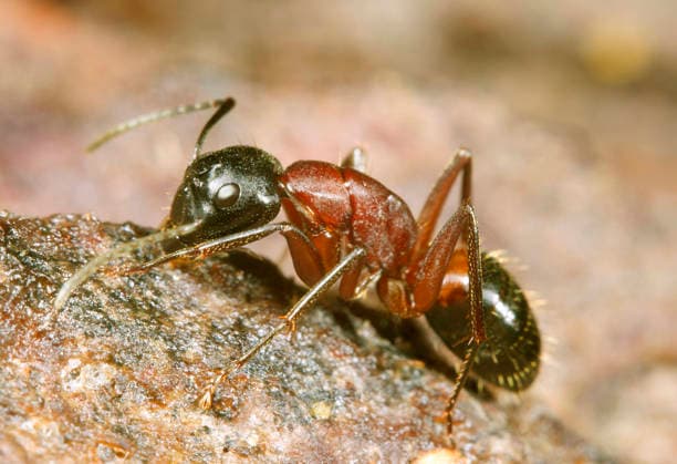 Creative Highlights World Braunschwarze Rossameise, Riesenameise, Riesen-Ameise, Holzzerstoerende Rossameise, Ross-Ameise, Rossameise (Camponotus ligniperdus, Camponotus ligniperda), Aufsicht, Deutschland Carpenter ant (Camponotus ligniperdus, Camponotus ligniperda), top view, Germany BLWS751867 *** Brown Black Red ant, Giant ant, Giants Ant, Holzzerstoerende Red ant, Ross Ant, Horse ant Camponotus ligniperdus, Camponotus ligniperda , Supervision, Germany Carpenter Ant Camponotus ligniperdus, Camponotus ligniperda , Top view, Germany BLWS751867 Copyright: xblickwinkel W.xWillnerx