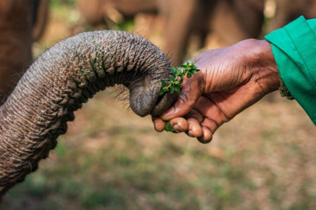 (260812) -- NAIROBI, Aug. 12, 2026 -- A worker interacts with an African elephant at Sheldrick Wildlife Trust s Nairobi Nursery in Nairobi, Kenya, Aug. 11, 2026. August 12 marks World Elephant Day, an international annual event to bring attention to the threats facing elephants and promote their protection. ) KENYA-NATIONAL PARKS-WORLD ELEPHANT DAY XiexJianfei 