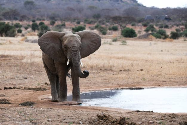 (260812) -- NAIROBI, Aug. 12, 2026 -- This photo taken on July 25, 2026 shows an African elephant at the Tsavo West National Park in Taita-Taveta County, Kenya. August 12 marks World Elephant Day, an international annual event to bring attention to the threats facing elephants and promote their protection. ) KENYA-NATIONAL PARKS-WORLD ELEPHANT DAY LiuxQiong 
