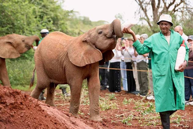 (260812) -- NAIROBI, Aug. 12, 2026 -- A worker feeds an African elephant at Sheldrick Wildlife Trust s Nairobi Nursery in Nairobi, Kenya, Feb. 26, 2026. August 12 marks World Elephant Day, an international annual event to bring attention to the threats facing elephants and promote their protection. ) KENYA-NATIONAL PARKS-WORLD ELEPHANT DAY GengxXinning 