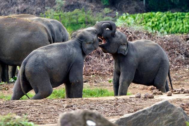 (260812) -- PINNAWALA, Aug. 12, 2026 -- Two baby elephants play at the Pinnawala Elephant Orphanage in Sri Lanka, Aug. 10, 2026. August 12 marks World Elephant Day, an international annual event to bring attention to the threats facing elephants and promote their protection. (Photo by Xinhua) SRI LANKA-PINNAWALA-WORLD ELEPHANT DAY-ELEPHANT ORPHANAGE GayanxSameera 