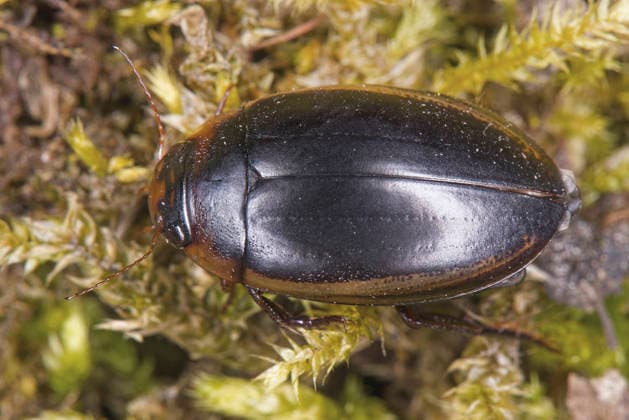 Creative Highlights World Huebners Sumpfschwimmer (Hydaticus seminiger), sitzt auf Moose, Deutschland Diving beetle (Hydaticus seminiger), sits on moss, Germany BLWS751973 *** Huebners Swimmer in the Marshes Hydaticus more semineous , sits at Moose, Germany Diving Beetle Hydaticus more semineous , sits ON moss, Germany BLWS751973 Copyright: xblickwinkel W.xWillnerx