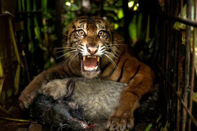 (260812) -- WEST SUMATRA, Aug. 12, 2026 -- A female Sumatran tiger is found inside a trap cage in Agam Regency, West Sumatra, Indonesia, Aug. 12, 2026. The capture was carried out as part of efforts to prevent further conflict between the endangered Sumatran tiger and local communities. (Photo by Xinhua) INDONESIA-WEST SUMATRA-SUMATRA TIGER-CAPTURE AndrixMardiansyah 