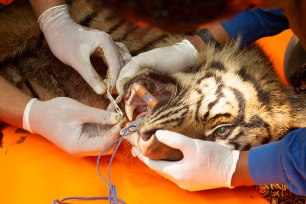 (260812) -- WEST SUMATRA, Aug. 12, 2026 -- Veterinarians check the condition of a female Sumatran tiger after it was found inside a trap cage in Agam Regency, West Sumatra, Indonesia, Aug. 12, 2026. The capture was carried out as part of efforts to prevent further conflict between the endangered Sumatran tiger and local communities. (Photo by Xinhua) INDONESIA-WEST SUMATRA-SUMATRA TIGER-CAPTURE AndrixMardiansyah 