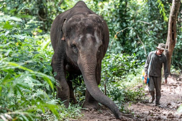 (260812) -- XISHUANGBANNA, Aug. 12, 2026 -- A breeder guides Yangniu, a rescued Asian elephant, in wildness training at the Asian Elephant Breeding and Rescue Center in Xishuangbanna Dai Autonomous Prefecture, southwest China s Yunnan Province, Aug. 12, 2026. The Asian Elephant Breeding and Rescue Center in Xishuangbanna celebrated the birthday of Asian elephant Yangniu on Wednesday on the occasion of World Elephant Day. Since it was rescued 11 years ago, Yangniu has been taken good care of by full-time breeders. ) CHINA-YUNNAN-XISHUANGBANNA-WORLD ELEPHANT DAY-CELEBRATION (CN) HuxChao 
