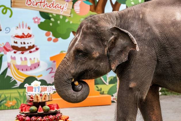 (260812) -- XISHUANGBANNA, Aug. 12, 2026 -- Yangniu, a rescued Asian elephant, eats corns at its birthday party at the Asian Elephant Breeding and Rescue Center in Xishuangbanna Dai Autonomous Prefecture, southwest China s Yunnan Province, Aug. 12, 2026. The Asian Elephant Breeding and Rescue Center in Xishuangbanna celebrated the birthday of Asian elephant Yangniu on Wednesday on the occasion of World Elephant Day. Since it was rescued 11 years ago, Yangniu has been taken good care of by full-time breeders. ) CHINA-YUNNAN-XISHUANGBANNA-WORLD ELEPHANT DAY-CELEBRATION (CN) HuxChao 