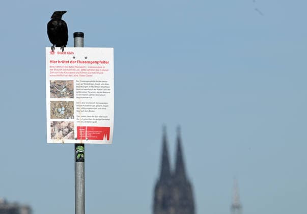 12.08.2026, xophax, öffentliches Leben, Köln, Rheinufer, Stadt Köln . Niedrigwasser. Rheinufer von Köln - Poll aus gesehen. Hinweis auf Vogelbrut. Vögel. Flussregenpfeifer. Köln *** August 12, 2026, xophax, public life, Cologne, banks of the Rhine, City of Cologne, low water levels on the banks of the Rhine in Cologne as seen from Poll, note on bird nesting, birds, Little Ringed Plover, Cologne