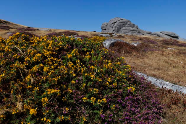 Solar eclipse, Haytor Dartmoor, Devon, UK - 12 Aug 2026 NEWS - The scorched ground around Haytor Rock with only heathers and gorse growing ahead of the solar eclipse from Haytor, Dartmoor, Devon where people will come to view the eclipse on 12th August 2026. Haytor Dartmoor Devon GBR Copyright: xPhilxMingo PPAUKx PPA-297057