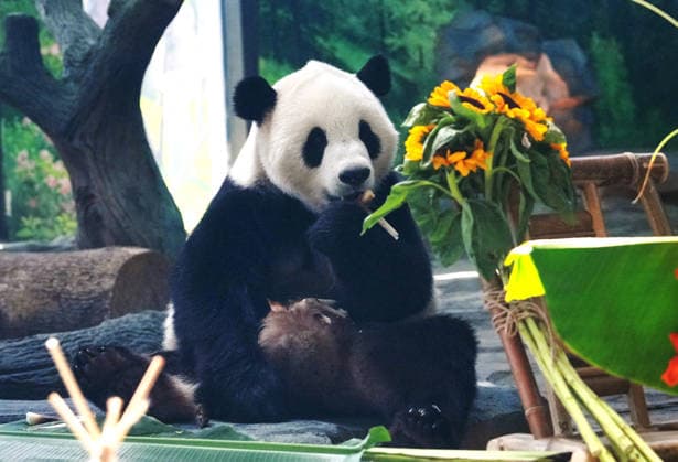 MIANYANG, CHINA - AUGUST 12: Giant panda Bingbao eats food during a birthday enrichment event held by the China Conservation and Research Center for the Giant Panda at its Mianyang base on August 12, 2026 in Mianyang, Sichuan Province of China. Keepers prepared carrots and watermelon for the pandas as part of the activity. The center holds annual enrichment activities from July to September, which coincides with the concentrated breeding season and birthday season for captive giant pandas.  Copyright: xChinaxNewsxServicex 111659524984