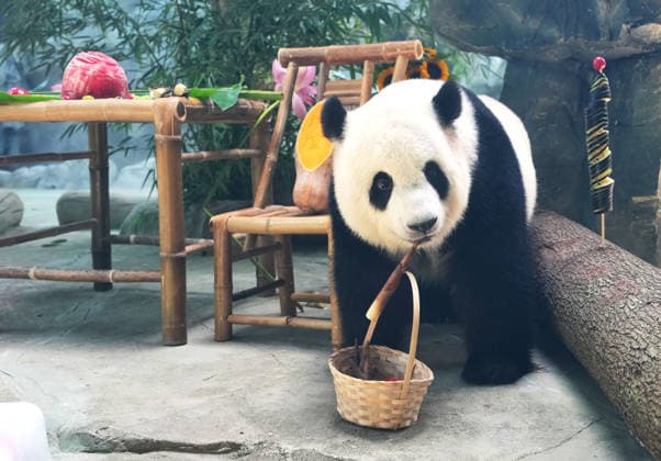 MIANYANG, CHINA - AUGUST 12: Giant panda Yi Yi eats carrot skewers prepared by a keeper during a birthday season enrichment event at the China Conservation and Research Center for the Giant Panda s Mianyang base on August 12, 2026 in Mianyang, Sichuan Province of China. The center holds annual enrichment activities from July to September, which coincides with the concentrated breeding season and birthday season for captive giant pandas.  Copyright: xChinaxNewsxServicex 111659525327