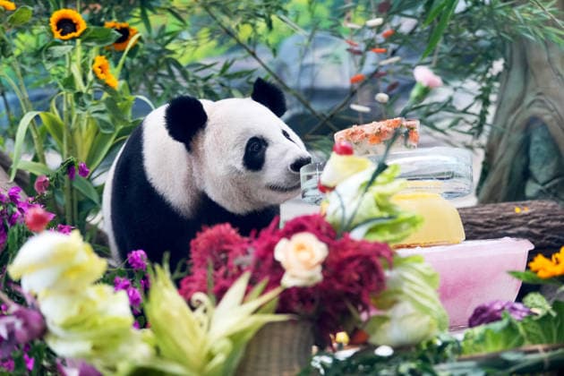 MIANYANG, CHINA - AUGUST 12: Giant panda Bosi eats food enrichment prepared by a keeper during the 2026 Giant Panda Birthday Season event at the China Conservation and Research Center for the Giant Panda s Mianyang base on August 12, 2026 in Mianyang, Sichuan Province of China. The center holds annual enrichment activities from July to September, which coincides with the concentrated breeding season and birthday season for captive giant pandas.  Copyright: xChinaxNewsxServicex 111659525088