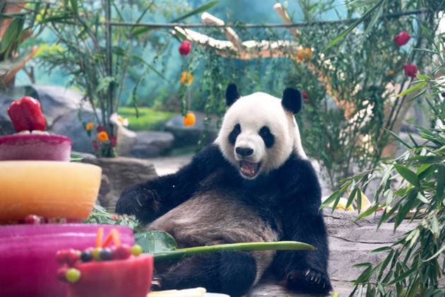 MIANYANG, CHINA - AUGUST 12: Giant panda Yinke eats carrot skewers prepared by a keeper during a birthday season enrichment event at the China Conservation and Research Center for the Giant Panda s Mianyang base on August 12, 2026 in Mianyang, Sichuan Province of China. The center holds annual enrichment activities from July to September, which coincides with the concentrated breeding season and birthday season for captive giant pandas.  Copyright: xChinaxNewsxServicex 111659525116