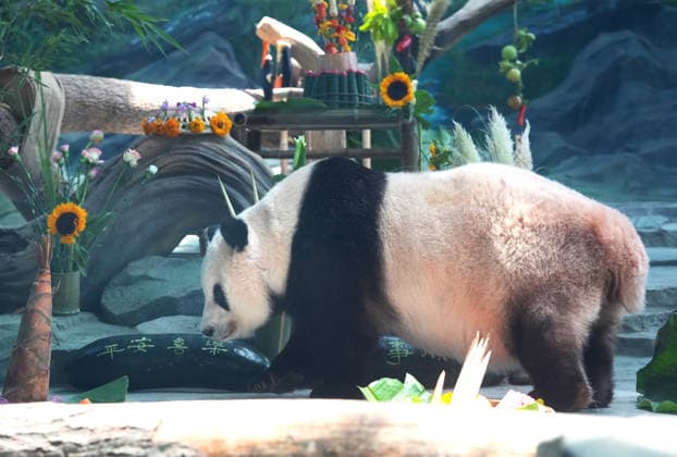 MIANYANG, CHINA - AUGUST 12: Giant panda Cao Cao eats food enrichment during a birthday season event at the China Conservation and Research Center for the Giant Panda s Mianyang base on August 12, 2026 in Mianyang, Sichuan Province of China. Keepers prepared carrots and watermelon for the pandas as part of the activity. The center holds annual enrichment activities from July to September, which coincides with the concentrated breeding season and birthday season for captive giant pandas.  Copyright: xChinaxNewsxServicex 111659525131