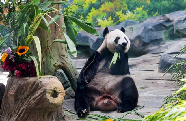 MIANYANG, CHINA - AUGUST 12: Giant panda Bos attends an enrichment event during the 2026 Giant Panda Birthday Season at the China Conservation and Research Center for the Giant Panda (CCRCGP) Mianyang Base on August 12, 2026 in Mianyang, Sichuan Province of China. Keepers prepared carrots and watermelon for the pandas as part of the activity. The center holds annual enrichment activities from July to September, which coincides with the concentrated breeding season and birthday season for captive giant pandas.  Copyright: xChinaxNewsxServicex 111659525292