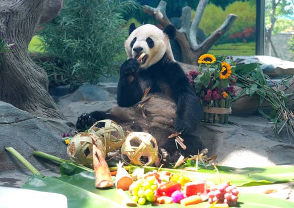 MIANYANG, CHINA - AUGUST 12: Giant panda Bingzai eats carrot skewers and watermelon prepared by keepers during a birthday enrichment event at the China Conservation and Research Center for the Giant Panda (CCRCGP) Mianyang Base on August 12, 2026 in Mianyang, Sichuan Province of China. The center holds annual enrichment activities from July to September, which coincides with the concentrated breeding season and birthday season for captive giant pandas.  Copyright: xChinaxNewsxServicex 111659525069