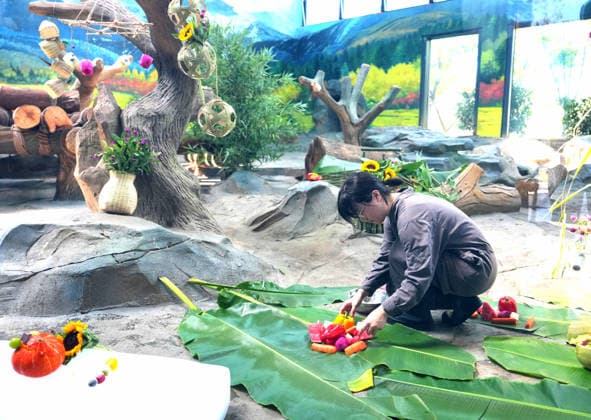 MIANYANG, CHINA - AUGUST 12: A keeper prepares food enrichment including carrot skewers and watermelon for giant pandas during the 2026 Giant Panda Birthday Season event at the China Conservation and Research Center for the Giant Panda s Mianyang base on August 12, 2026 in Mianyang, Sichuan Province of China. The center holds annual enrichment activities from July to September, which coincides with the concentrated breeding season and birthday season for captive giant pandas.  Copyright: xChinaxNewsxServicex 111659525078