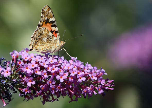 12.08.2026, Insekten Welt im Garten Muenchen, im Bild: Distelfalter (Vanessa cardui) auf ein Sommerflieder *** August 12, 2026, The World of Insects in a Munich Garden; pictured: a painted lady butterfly (Vanessa cardui) on a butterfly bush