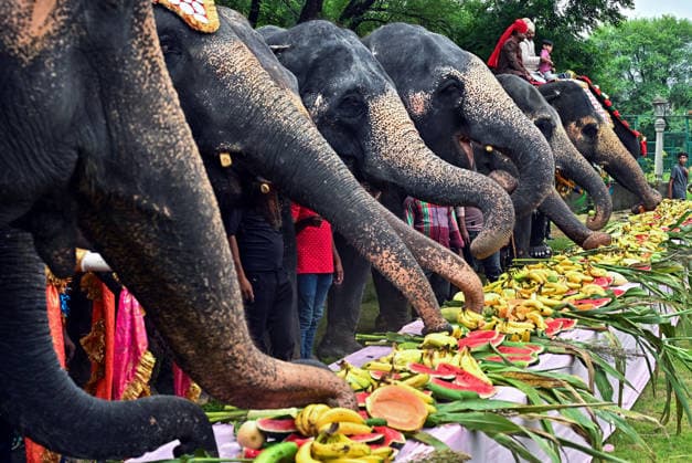 Elephant Fashion Show on World Elephant Day 2026 in Jaipur Jaipur, Aug 12 (ANI): Decorative elephants eat food during the Elephant Fashion Show , organised by the Elephant Village Development Committee on the World Elephant Day 2026, in Jaipur on Wednesday. (ANI photo) Jaipur Rajasthan India Copyright: xANIx ANI_20260812348