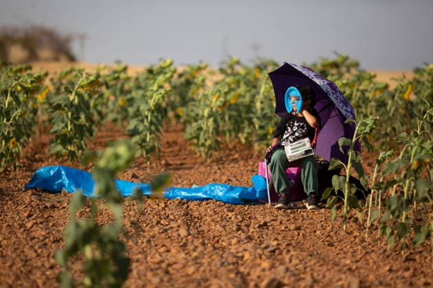 August 12, 2026, Sahagun, Spain: A lady wearing eclipse glasses observe the sky during a total solar eclipse in a sunflower field in the town of Sahagun, Castile and Leon. Sahagun Spain - ZUMAs197 20260812_aaa_s197_132 Copyright: xLuisxSotox