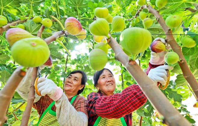 LINZE, CHINA - AUGUST 12: Farmers harvest figs at a planting base on August 12, 2026 in Linze, Zhangye City, Gansu Province of China. Local farmers are cultivating the specialty crop to increase their income.  Copyright: xVCGx 111659543506