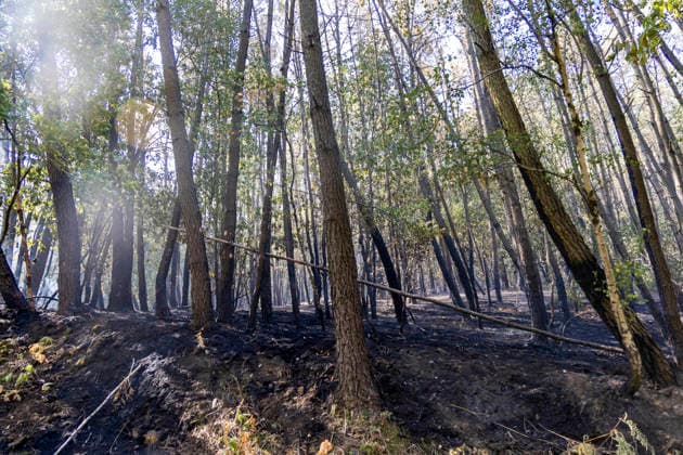 Forest Fire Aftermath In Saint-Just - France A forest fire burns in the Saint-Just area of Ille-et-Vilaine, France on August 13, 2026, with emergency response efforts visible as firefighting vehicles and personnel deploy to combat the blaze. Photo by La Tuque Jaune ANDBZ ABACAPRESS.COM Saint-Just Ille-et-Vilaine France  Copyright: xANDBZ ABACAx