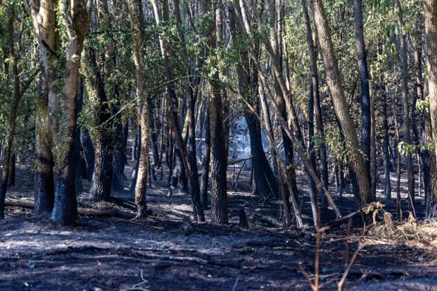 Forest Fire Aftermath In Saint-Just - France A forest fire burns in the Saint-Just area of Ille-et-Vilaine, France on August 13, 2026, with emergency response efforts visible as firefighting vehicles and personnel deploy to combat the blaze. Photo by La Tuque Jaune ANDBZ ABACAPRESS.COM Saint-Just Ille-et-Vilaine France  Copyright: xANDBZ ABACAx