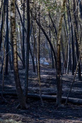 Forest Fire Aftermath In Saint-Just - France A forest fire burns in the Saint-Just area of Ille-et-Vilaine, France on August 13, 2026, with emergency response efforts visible as firefighting vehicles and personnel deploy to combat the blaze. Photo by La Tuque Jaune ANDBZ ABACAPRESS.COM Saint-Just Ille-et-Vilaine France  Copyright: xANDBZ ABACAx