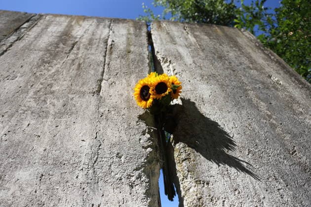 Sonnenblumen stecken zum 65. Jahrestag des Baus der Berliner Mauer in einem Mauersegment an der Mauergedenkstätte am Griebnitzsee in Potsdam, 13. August 2026. 65 Jahre Mauerbau *** Sunflowers are placed in a segment of the Berlin Wall at the Wall Memorial on Griebnitzsee in Potsdam to mark the 65th anniversary of the construction of the Berlin Wall, August 13, 2026—65 years since the Wall was built