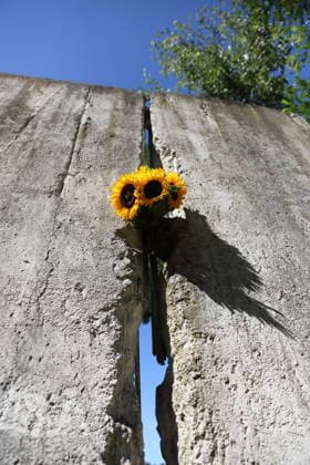 Sonnenblumen stecken zum 65. Jahrestag des Baus der Berliner Mauer in einem Mauersegment an der Mauergedenkstätte am Griebnitzsee in Potsdam, 13. August 2026. 65 Jahre Mauerbau *** Sunflowers are placed in a segment of the Berlin Wall at the Wall Memorial on Griebnitzsee in Potsdam to mark the 65th anniversary of the construction of the Berlin Wall, August 13, 2026—65 years since the Wall was built