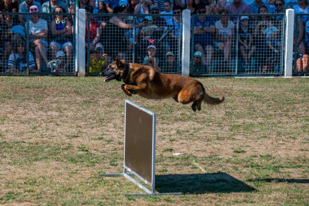 French Center Training Gendarmerie Dog Teams - Gramat The Centre National d’Instruction Cynophile de la Gendarmerie (CNICG) in Gramat, Lot, France on Undated, the sole French center training gendarmerie canine teams since 1945, operates across 14 hectares with nine kennels accommodating up to 150 dogs simultaneously, training 350 students annually in intensive courses to form handler-dog pairs, with dogs—primarily Belgian Malinois—specializing in person search, narcotics detection, explosives, weapons, and electronic media detection. August 13, 2026. Photo by Denis Prezat ABACAPRESS.COM Gramat France  Copyright: xPrezatxDenis ABACAx
