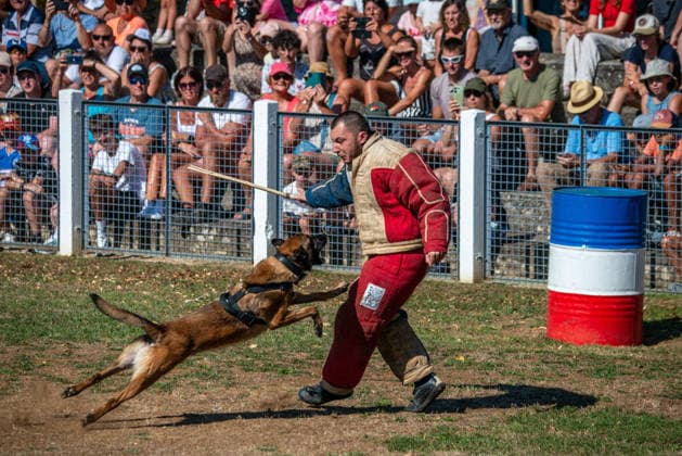 French Center Training Gendarmerie Dog Teams - Gramat The Centre National d’Instruction Cynophile de la Gendarmerie (CNICG) in Gramat, Lot, France on Undated, the sole French center training gendarmerie canine teams since 1945, operates across 14 hectares with nine kennels accommodating up to 150 dogs simultaneously, training 350 students annually in intensive courses to form handler-dog pairs, with dogs—primarily Belgian Malinois—specializing in person search, narcotics detection, explosives, weapons, and electronic media detection. August 13, 2026. Photo by Denis Prezat ABACAPRESS.COM Gramat France  Copyright: xPrezatxDenis ABACAx