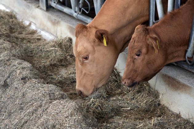 Rinder schauen aus ihrem Stallgitter und fressen ihr Futter, Silke GORISSEN, GorißÂüen, CDU, Ministerin fuer Landwirtschaft und Verbraucherschutz des Landes Nordrhein-Westfalen, besucht auf ihrer NRW-is(s)t-gut-Tour den Hof Keil in Reken, 13.08.2026. *** Cattle look out through the bars of their barn and eat their feed; Silke GORISSEN, GorißÂüen, CDU, Minister of Agriculture and Consumer Protection for the State of North Rhine-Westphalia, visits the Keil Farm in Reken as part of her NRW is s t gut tour, August 13, 2026