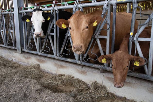 Rinder schauen aus ihrem Stallgitter und fressen ihr Futter, Silke GORISSEN, GorißÂüen, CDU, Ministerin fuer Landwirtschaft und Verbraucherschutz des Landes Nordrhein-Westfalen, besucht auf ihrer NRW-is(s)t-gut-Tour den Hof Keil in Reken, 13.08.2026. *** Cattle look out through the bars of their barn and eat their feed; Silke GORISSEN, GorißÂüen, CDU, Minister of Agriculture and Consumer Protection for the State of North Rhine-Westphalia, visits the Keil Farm in Reken as part of her NRW is s t gut tour, August 13, 2026