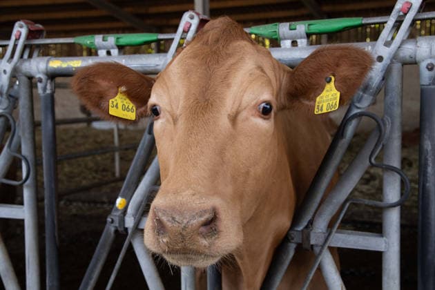 Ein Rind schaut aus ihrem Stallgitter, Portraet, Porträt, Portrait, Angeschnittenes Einzelbild, Einzelmotiv, Silke GORISSEN, GorißÂüen, CDU, Ministerin fuer Landwirtschaft und Verbraucherschutz des Landes Nordrhein-Westfalen, besucht auf ihrer NRW-is(s)t-gut-Tour den Hof Keil in Reken, 13.08.2026. *** A cow looks out from the bars of her stall; portrait, portrait, portrait; cropped single image, single subject; Silke GORISSEN, GorißÂüen, CDU, Minister of Agriculture and Consumer Protection for the State of North Rhine-Westphalia, visits the Keil Farm in Reken as part of her NRW is s t gut tour, August 13, 2026