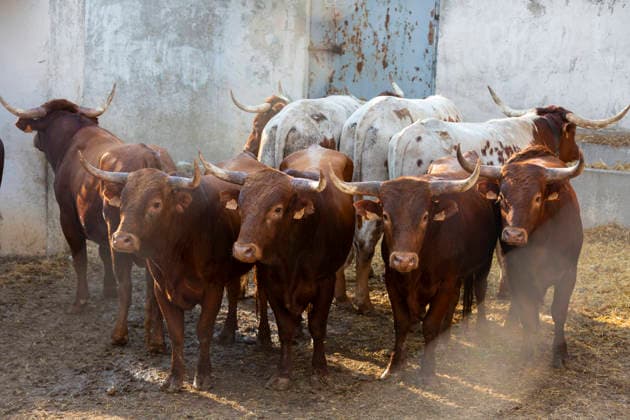 August 13, 2026, PeoÂ±Afiel, Valladolid, USA: A small herd of bulls is corralled in Valdobar corral the night before the commencement of the Fiestas de Nuestra SeoÂ±ora y San Roque in PeoÂ±afiel, Spain on Thursday, August 13, 2026. The annual festival, taking place this year on August 14-18, includes traditional bullfighting and bull running events. PeoÂ±Afiel USA - ZUMAg235 20260813_zap_g235_001 Copyright: xPaulxChristianxGordonx