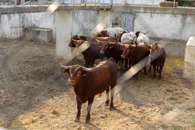 August 13, 2026, PeoÂ±Afiel, Valladolid, USA: A small herd of bulls is corralled in Valdobar corral the night before the commencement of the Fiestas de Nuestra SeoÂ±ora y San Roque in PeoÂ±afiel, Spain on Thursday, August 13, 2026. The annual festival, taking place this year on August 14-18, includes traditional bullfighting and bull running events. PeoÂ±Afiel USA  - ZUMAg235 20260813_zap_g235_005 Copyright: xPaulxChristianxGordonx