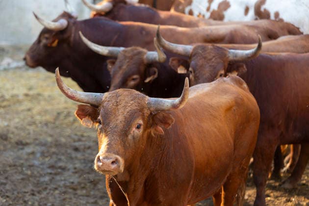 August 13, 2026, PeoÂ±Afiel, Valladolid, USA: A small herd of bulls is corralled in Valdobar corral the night before the commencement of the Fiestas de Nuestra SeoÂ±ora y San Roque in PeoÂ±afiel, Spain on Thursday, August 13, 2026. The annual festival, taking place this year on August 14-18, includes traditional bullfighting and bull running events. PeoÂ±Afiel USA  - ZUMAg235 20260813_zap_g235_007 Copyright: xPaulxChristianxGordonx