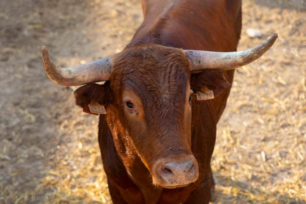 August 13, 2026, PeoÂ±Afiel, Valladolid, USA: A small herd of bulls is corralled in Valdobar corral the night before the commencement of the Fiestas de Nuestra SeoÂ±ora y San Roque in PeoÂ±afiel, Spain on Thursday, August 13, 2026. The annual festival, taking place this year on August 14-18, includes traditional bullfighting and bull running events. PeoÂ±Afiel USA  - ZUMAg235 20260813_zap_g235_008 Copyright: xPaulxChristianxGordonx