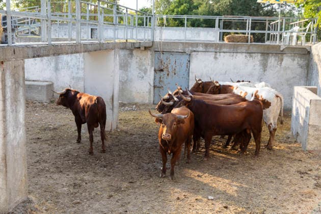 August 13, 2026, PeoÂ±Afiel, Valladolid, USA: A small herd of bulls is corralled in Valdobar corral the night before the commencement of the Fiestas de Nuestra SeoÂ±ora y San Roque in PeoÂ±afiel, Spain on Thursday, August 13, 2026. The annual festival, taking place this year on August 14-18, includes traditional bullfighting and bull running events. PeoÂ±Afiel USA  - ZUMAg235 20260813_zap_g235_009 Copyright: xPaulxChristianxGordonx
