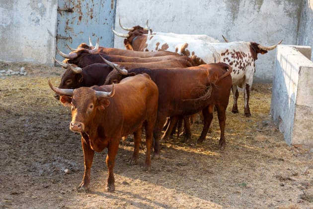 August 13, 2026, PeoÂ±Afiel, Valladolid, USA: A small herd of bulls is corralled in Valdobar corral the night before the commencement of the Fiestas de Nuestra SeoÂ±ora y San Roque in PeoÂ±afiel, Spain on Thursday, August 13, 2026. The annual festival, taking place this year on August 14-18, includes traditional bullfighting and bull running events. PeoÂ±Afiel USA  - ZUMAg235 20260813_zap_g235_010 Copyright: xPaulxChristianxGordonx