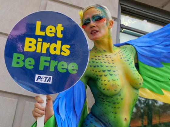 August 13, 2026, New York, New York, USA: NYC PETA demonstration in Union Square with painted live parakeet models on stilts bringing attention to a PETA investigation exposing a mass breeding factory in Petco s supply chain. They are claiming birds are crammed tightly into waste filled cages without veterinary care for sick or injured animals and left to die. The animal rights group charges an Oklahoma breeder Creekside birds with animal cruelty and ask please dont buy birds or any other live animals from Petco or any other pet store. Adopt instead. New York USA  - ZUMAh156 20260813_znp_h156_001 Copyright: xMiloxHessx