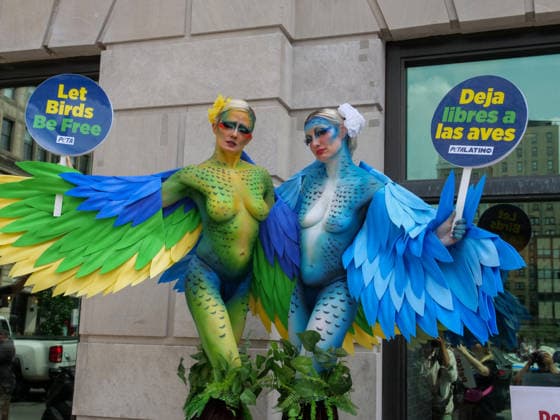 August 13, 2026, New York, New York, USA: NYC PETA demonstration in Union Square with painted live parakeet models on stilts bringing attention to a PETA investigation exposing a mass breeding factory in Petco s supply chain. They are claiming birds are crammed tightly into waste filled cages without veterinary care for sick or injured animals and left to die. The animal rights group charges an Oklahoma breeder Creekside birds with animal cruelty and ask please dont buy birds or any other live animals from Petco or any other pet store. Adopt instead. New York USA  - ZUMAh156 20260813_znp_h156_006 Copyright: xMiloxHessx