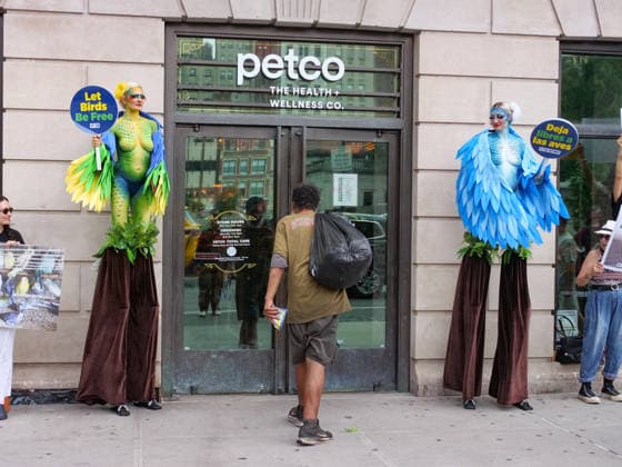 August 13, 2026, New York, New York, USA: NYC PETA demonstration in Union Square with painted live parakeet models on stilts bringing attention to a PETA investigation exposing a mass breeding factory in Petco s supply chain. They are claiming birds are crammed tightly into waste filled cages without veterinary care for sick or injured animals and left to die. The animal rights group charges an Oklahoma breeder Creekside birds with animal cruelty and ask please dont buy birds or any other live animals from Petco or any other pet store. Adopt instead. New York USA  - ZUMAh156 20260813_znp_h156_007 Copyright: xMiloxHessx