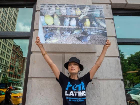 August 13, 2026, New York, New York, USA: NYC PETA demonstration in Union Square with painted live parakeet models on stilts bringing attention to a PETA investigation exposing a mass breeding factory in Petco s supply chain. They are claiming birds are crammed tightly into waste filled cages without veterinary care for sick or injured animals and left to die. The animal rights group charges an Oklahoma breeder Creekside birds with animal cruelty and ask please dont buy birds or any other live animals from Petco or any other pet store. Adopt instead. New York USA  - ZUMAh156 20260813_znp_h156_009 Copyright: xMiloxHessx