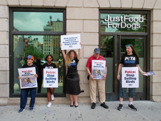 August 13, 2026, New York, New York, USA: NYC PETA demonstration in Union Square with painted live parakeet models on stilts bringing attention to a PETA investigation exposing a mass breeding factory in Petco s supply chain. They are claiming birds are crammed tightly into waste filled cages without veterinary care for sick or injured animals and left to die. The animal rights group charges an Oklahoma breeder Creekside birds with animal cruelty and ask please dont buy birds or any other live animals from Petco or any other pet store. Adopt instead. New York USA  - ZUMAh156 20260813_znp_h156_010 Copyright: xMiloxHessx
