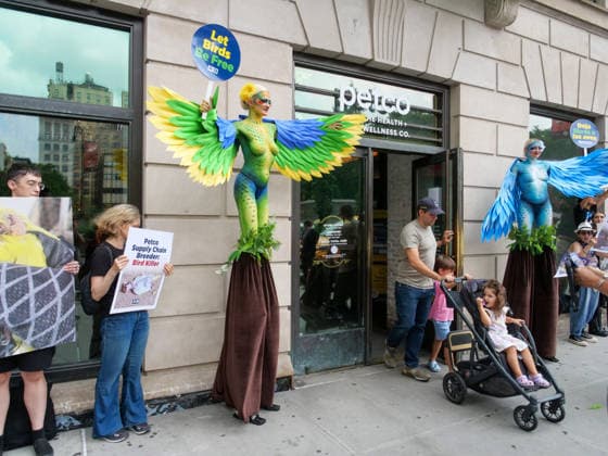 August 13, 2026, New York, New York, USA: NYC PETA demonstration in Union Square with painted live parakeet models on stilts bringing attention to a PETA investigation exposing a mass breeding factory in Petco s supply chain. They are claiming birds are crammed tightly into waste filled cages without veterinary care for sick or injured animals and left to die. The animal rights group charges an Oklahoma breeder Creekside birds with animal cruelty and ask please dont buy birds or any other live animals from Petco or any other pet store. Adopt instead. New York USA  - ZUMAh156 20260813_znp_h156_011 Copyright: xMiloxHessx