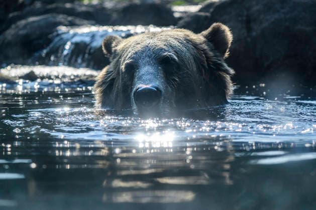 August 13, 2026, Seattle, Washington, USA: Fern, a rescued Grizzly Brown Bear (Ursus arctos horribilis) at the Woodland Park Zoo, spends the afternoon in the very serious pursuit of eating black berries while soaking in the habitatÃ¢â‚¬â ¢s pool. While she soaked to escape the heat of the day, she diligently stripped each berry from the plants provided as enrichment, which was exactly what she would do in the wild. Grizzly Bears are listed as threatened in the lower 48 states, and a recent push by Montana, Wyoming, and Idaho to move control of bear management to the state level has been favorably received by the Department of the Interior. This has raised alarm bells with conservation groups, as they argue it would be a fundamental shift in  - ZUMAsr6_ 20260813_znp_sr6_002 Copyright: xShanexSrogix